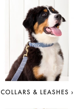 COLLARS & LEASHES &rsaquo;